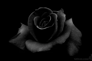 Pink Blossoms Best Wallpapers Free