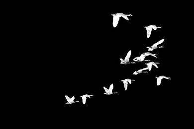 Plain White PictureAnd4726 ItemPage 164 Of 197