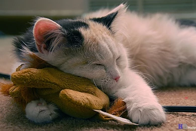 Funny Hd Wallpapers Free Download Images Photos   FynnEXP