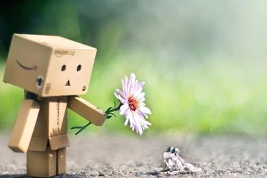 Download Wallpapers 1920x1080 Danboard, Flower, Frog, Friendship ...