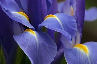 Beautiful Nice Purple Flower Wallpapers