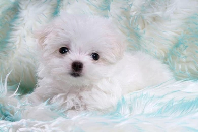 Nice Bichon Frisé Puppy Photo And Wallpaper. Beautiful Nice Bichon ...