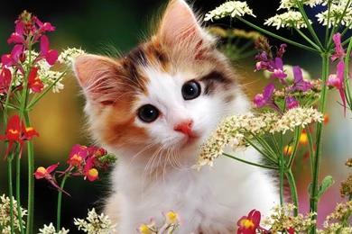 Cats: Flowery Kitty Fluffy Cute Sweet Floral Flowers Adorable Cat ...