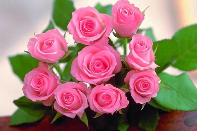 Pink Nice Beautiful Flowers Images