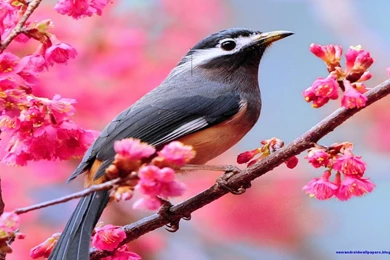 Amazing And Nice Wallpapers High Quality Free Download For Android ...