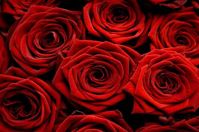 Nice beautiful look hd free wallpaper red rose