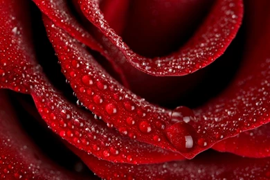 Beautiful Nice HD Pink Rose S Download