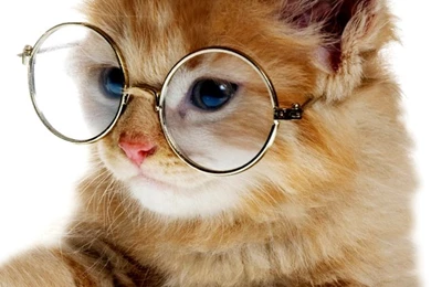 Clever Kitten Wallpapers For iPhone 5