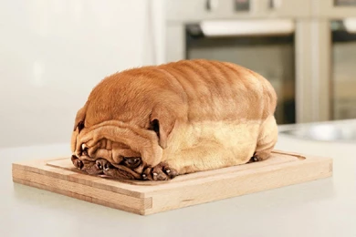 Pug Wallpapers HD Free 302731   PetPictures