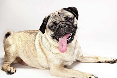 Pug Wallpapers 207 Free Wallpapers   DogBreedsWallpapers.com