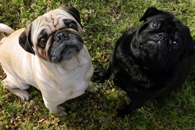 Baby Pug Wallpapers PetPictures