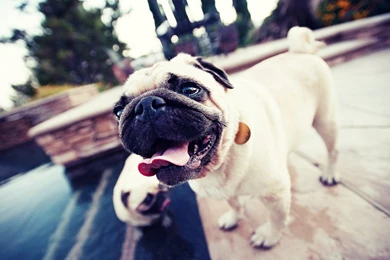 Pug Wallpapers High Resolution And Quality Download