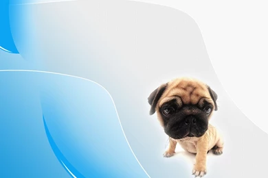 DeviantArt: More Like Pug Wallpapers By Zanyjim