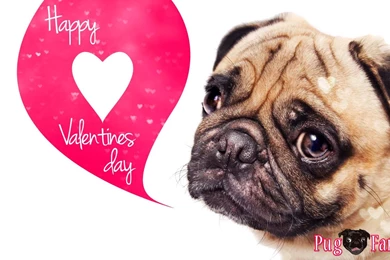 Cute Pug Puppies Wallpapers Image