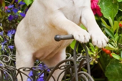 Pug Wallpapers Android Apps And Tests AndroidPIT