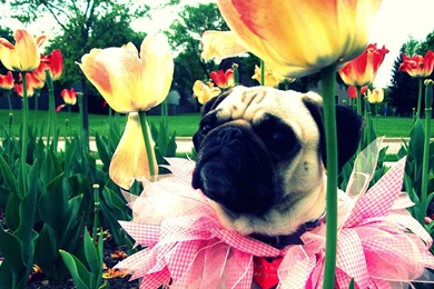 Pet Pug HD Desktop Wallpapers 7 － Animal Wallpapers   Free ...