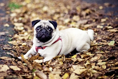 Pug Dog Hd Wallpaper. Dog Wallpapers 2015. 1920x1080px