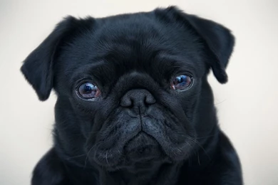 Pug Wallpapers For Walls 19 Free Wallpapers   DogBreedsWallpapers.com