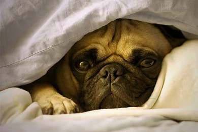 Pug Wallpapers   Hd Wallapers, Pictures, Pics, Images, Photos