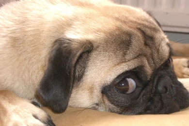 Pug Wallpapers Hd Wallpapers