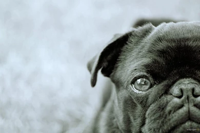 Download Black Pug Widescreen Wallpaper—Free Wallpapers
