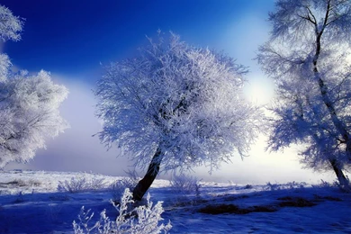 Snow Winter Wallpapers