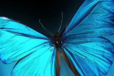 Blue Butterfly Animal iPhone Wallpapers, iPhone 5(s)/4(s)/3G ...