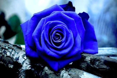 Blue Rose Wallpapers HD