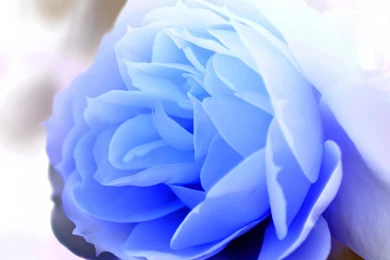 Blue Rose
