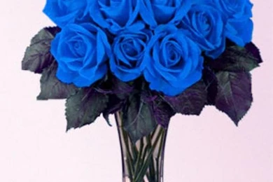 Blue Rose Wallpapers