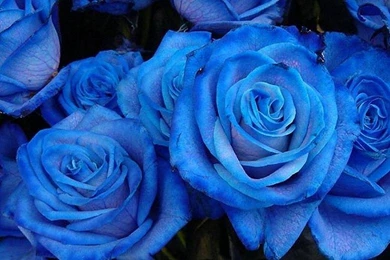 Blue Roses Wallpapers