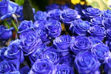 Flowers Roses Blue Rose Blue Flowers 1680x1050 Wallpapers – Nature ...