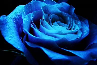 Blue Rose Lessons TES