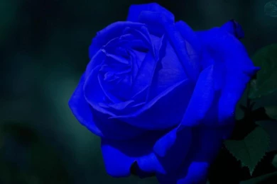 BLUE ROSE WALLPAPER   (