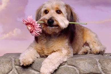 Dogs Wallpapers Collection (44+)