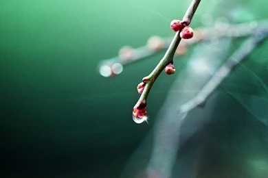 Spring Is Coming Hd Wallpapers 1280x1024 Laptop Wallpaper