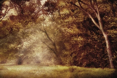 Enchanted Forest Wallpapers