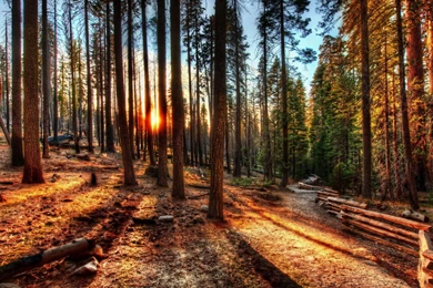 Forest Sunrise Sunset USA Trees HDR California Yosemite Nature ...