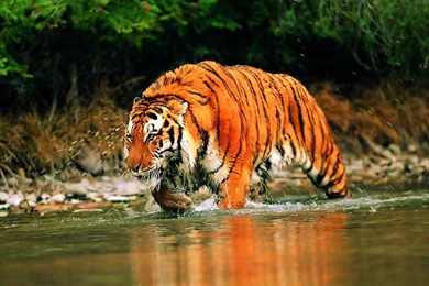 Tiger Wallpapers 1080p