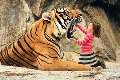 Tiger Wallpapers For PC 2251   HD Wallpapers Site