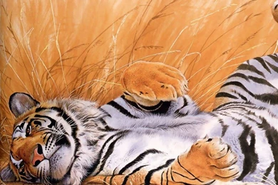 Tiger Computer Wallpapers, Desktop Backgrounds