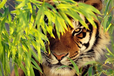 Tiger Wallpaper Images Photos Pictures Backgrounds