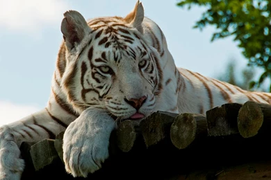HD Quality Lazy White Tiger Wallpapers   LuvWallpapers 302