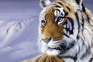 Black Tiger Wallpapers   Ndemok.com