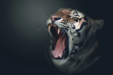 Tiger Wallpapers 960