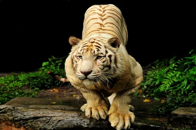 White Tiger Computer Wallpapers, Desktop Backgrounds
