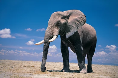 Elephant Wallpapers