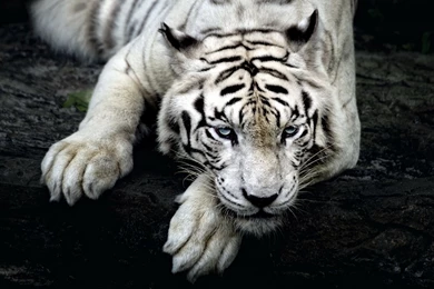 White Tiger Wallpapers – AB Wallpapers