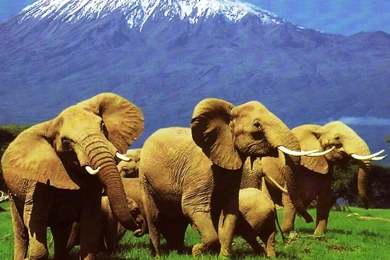 Elephant wallpaper free download 162 58500 Desktop Wallpapers ...