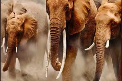 African Elephant Wallpapers   Wallpapers Cave